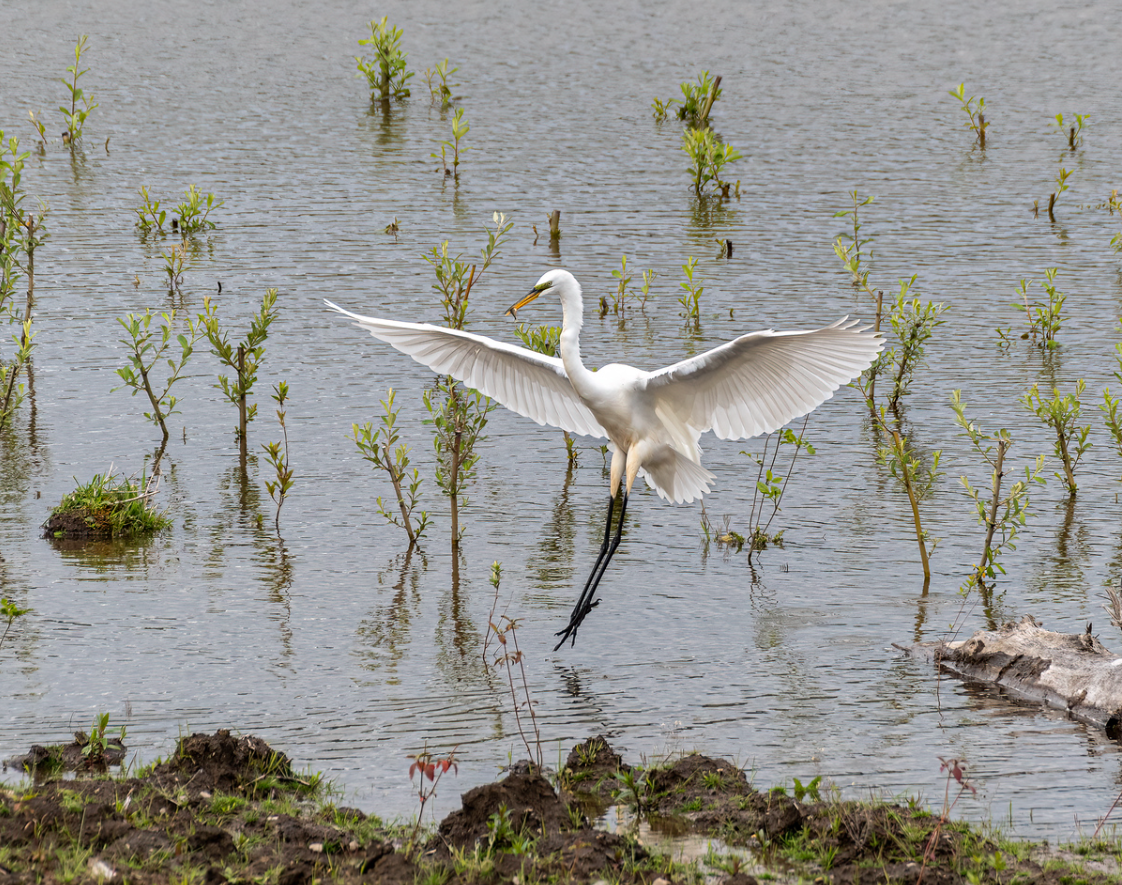 Strawderman Jared finalist Great egret landing near water