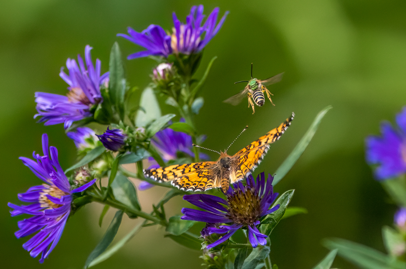 Steider Linda finalist butterfly and bee on purple aster